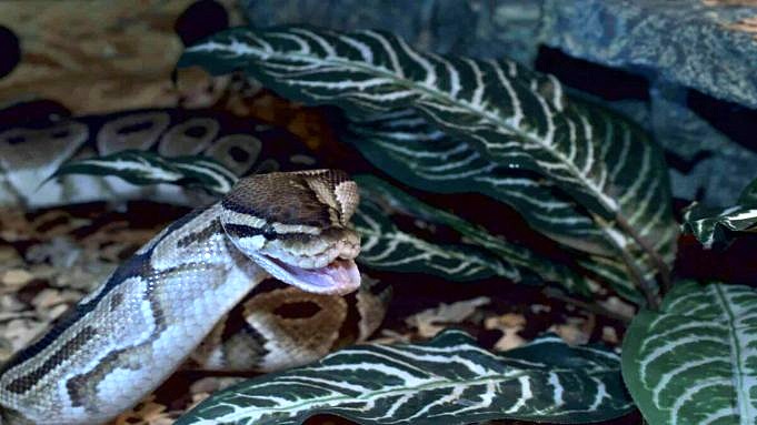 Are Ball Pythons Able To Have Teeth / Fangs?