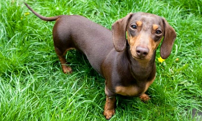 Are Dachshunds Good Service Dogs?