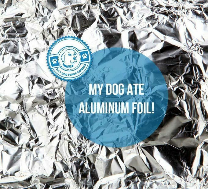My Dog Ate Aluminum Foil. What Should I Do Now?