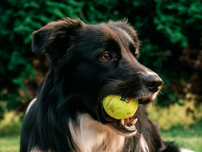 Wat Moet U Doen Als Uw Hond Een Tennisbal Heeft Opgegeten?